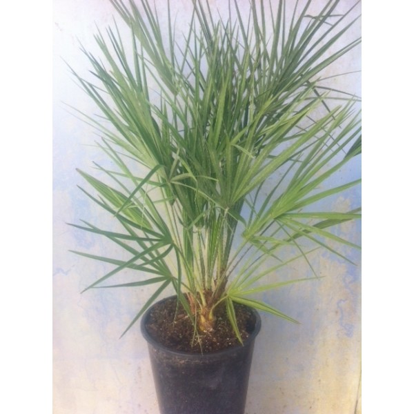 Chamaérops humilis (Pot de 10L)