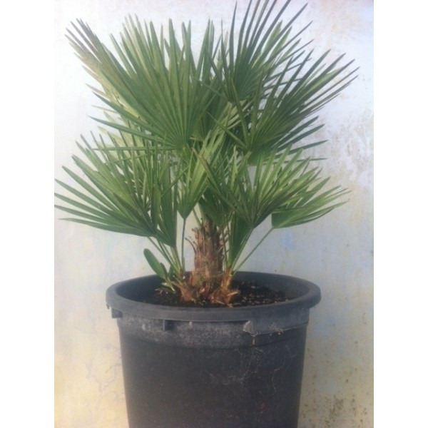Chamaérops humilis (Pot de 30L)
