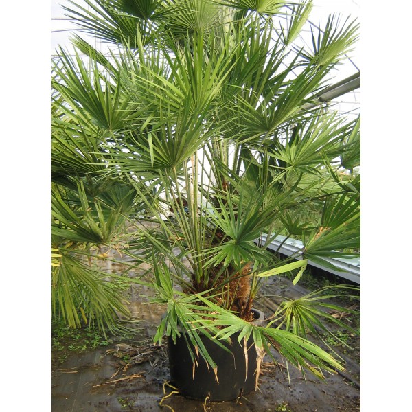 Chamaérops humilis (Pot de 50L, Hauteur: 0.60 / 1.10 m)