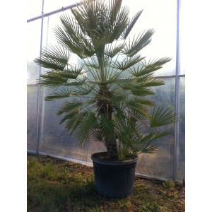Chamaérops humilis (Pot de 130L, Hauteur: 1.60 / 1.80 m)