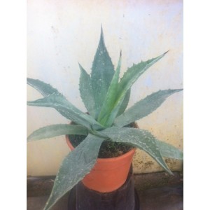 Agave Americana (Pot de 3L)