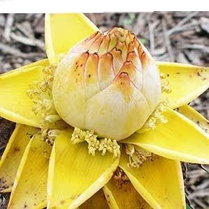 Musella Lasiocarpa (Pot de 1.5L)