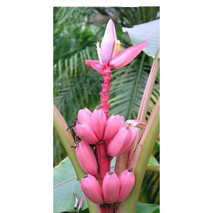 Musa Vélutina (Pot de 1.5L)