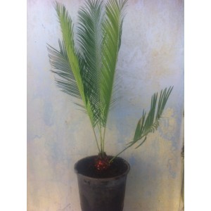 Cycas penzhihuaensis (Pot de 15L)