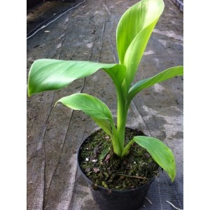 Ensete Ventricosum (Pot de 3L)