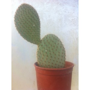 Opuntiia Scheerii (Pot de 1,5L)