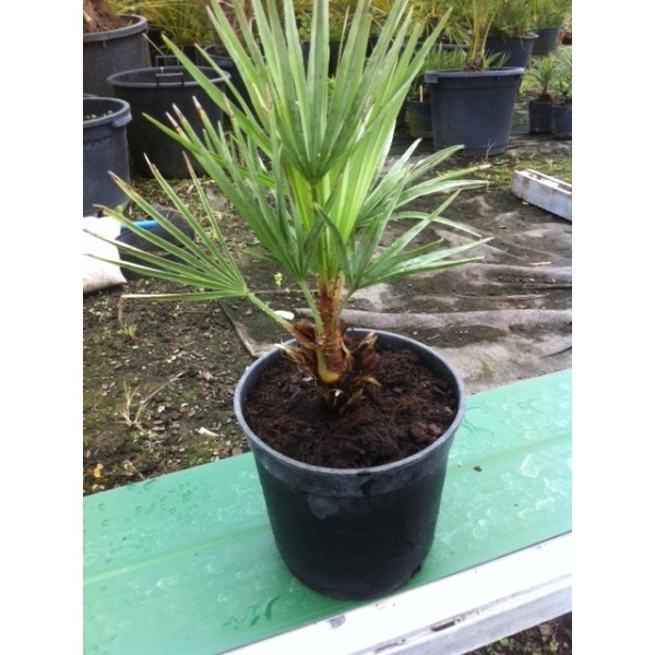 Chamaerops humilis cerifera (Pot de 3L)
