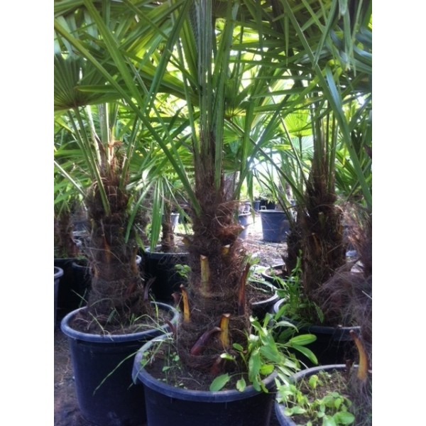 Trachycarpus fortunei (Tronc: 0.70 / 0.80 m)