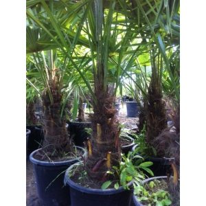 Trachycarpus fortunei (Tronc: 0.80 / 0.90 m)