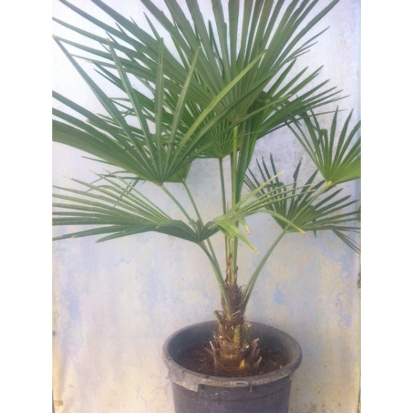 Trachycarpus fortunei (Tronc: 0.30 / 0.40 m)