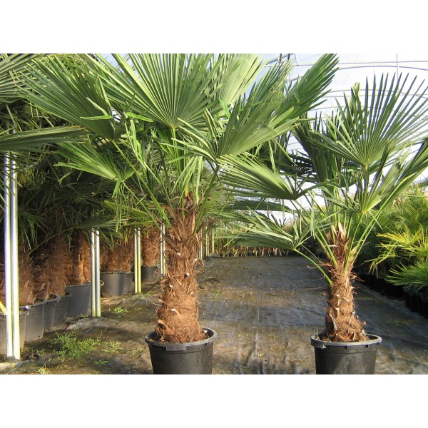 Trachycarpus fortunei (Tronc: 0.90 / 1.00 m)