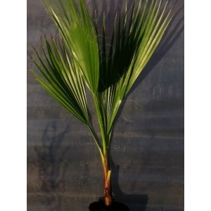 Washingtonia filifera (Pot de 3L)