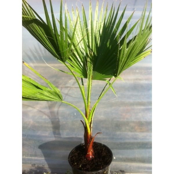 Washingtonia filifera (Pot de 10L)