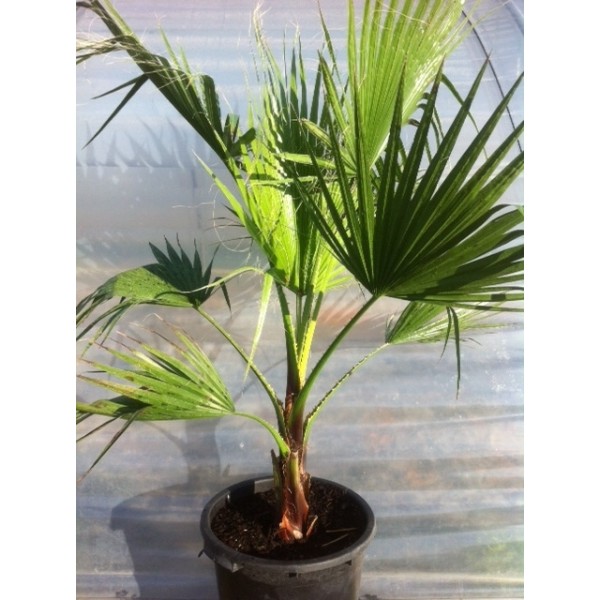Washingtonia filifera (Pot de 30L)