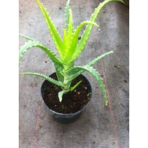 Aloé Arborescens (Pot diamètre 10 ou 13)