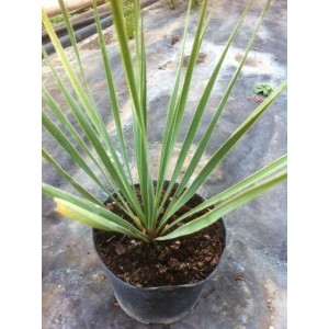 Yucca rostrata (Pot de 4L)