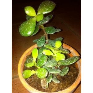 Crassula portucala minor