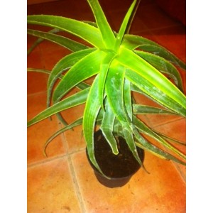 Aloé Striatula (Pot de 3 L)
