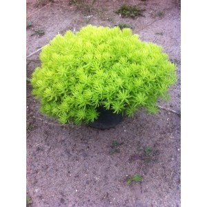 Sedum Lemon Ball