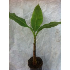 Musa Basjoo (Pot de 3L)