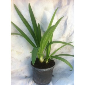 Agapanthe (Pot de 5L)