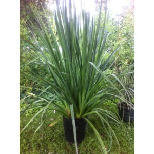 Eryngium pandanifolium (Pot de 10L)