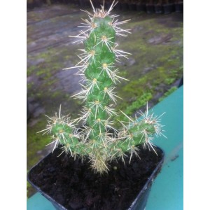 Cylindropuntia Imbricata (Pot de 1.5L)