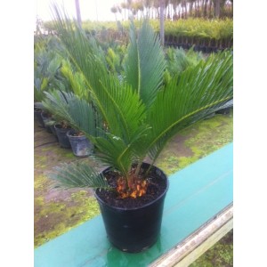 Cycas Revoluta (Pot de 10L)