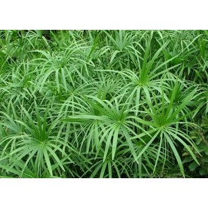 Papyrus Alternifolius (Pot de 1.5L)
