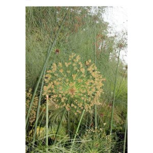 Papyrus cyperus du Nil (Pot 3 L)