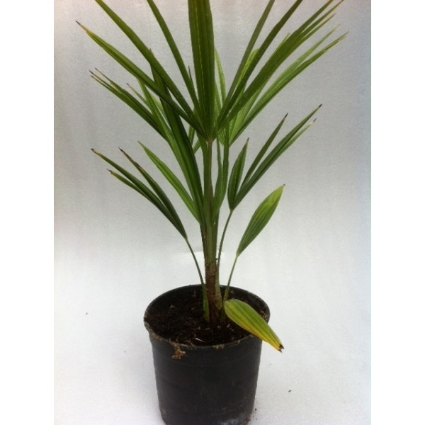 Trachycarpus fortunei (Pot de 1,5L)