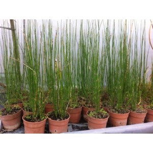Equisetum hyemale (Pot de 1.3L)