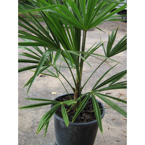 Trachycarpus fortunei (Pot de 10L)