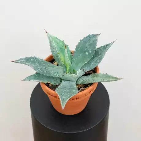 Agave Americana