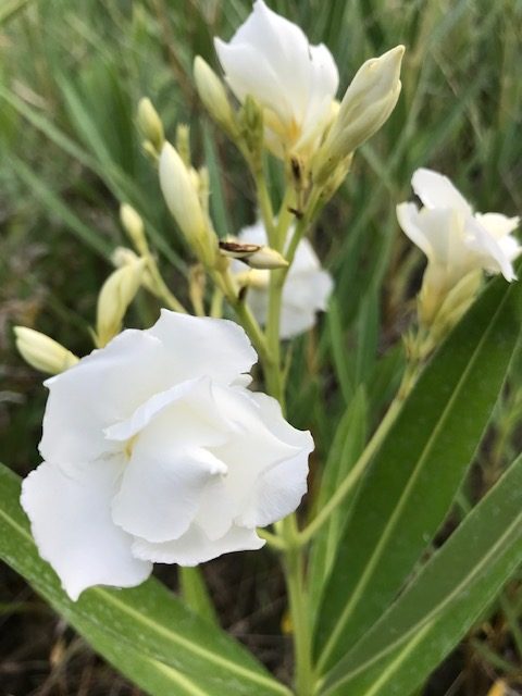 Nerium oleander  Laurier-rose Album Plenum (10 l)