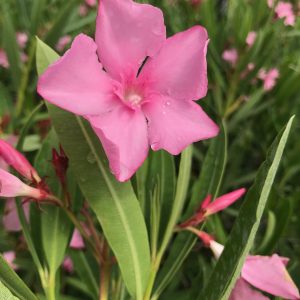 Nerium oleander Laurier-rose  Atlas ( 4.5 l)