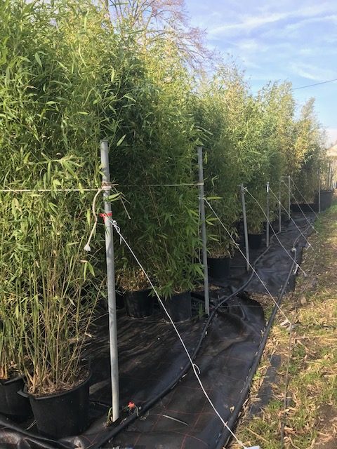 Phyllostachys aurea (Pot de 30L-Hauteur livrée 2,5/3 m)