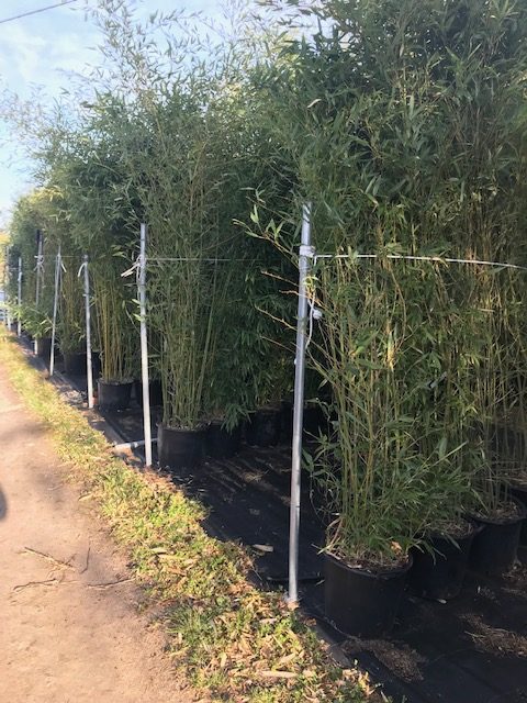Phyllostachys Bissetii (Pot de 30L-Hauteur livrée 2,5/3 m)