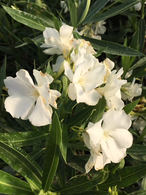 Nerium oleander Laurier-rose Mont Blanc (20 l)