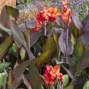 Canna indica
