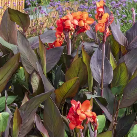 Canna indica
