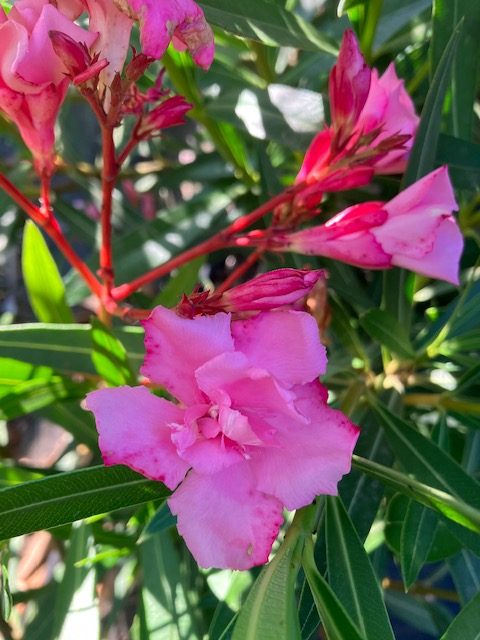 Nerium oleander Laurier-rose Cavalaire ( 10 l)