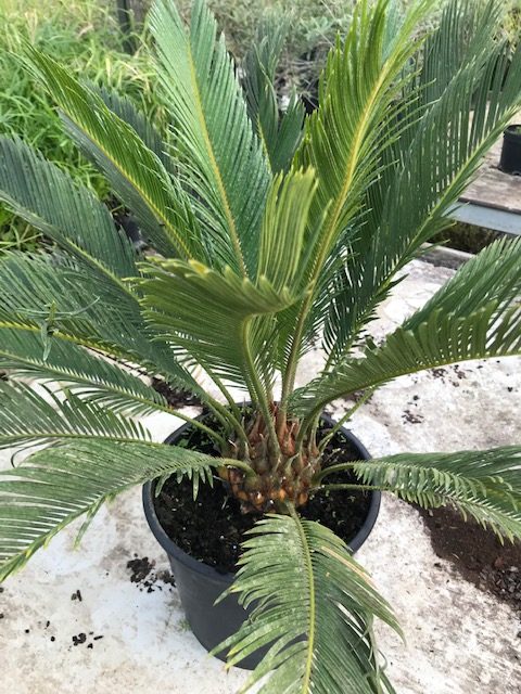 Cycas Revoluta (Pot de 10 L)