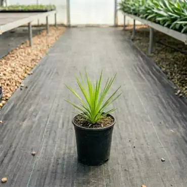 Eryngium pandanifolium (Pot de 1.5L)