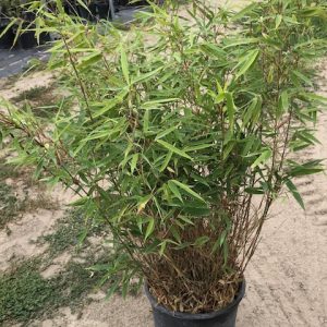 fargesia robusta campbell 10 L