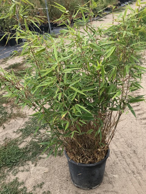 fargesia robusta campbell 10 L