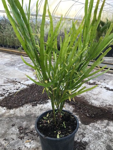 Muehlenbeckia platyclada (Pot de 3L)