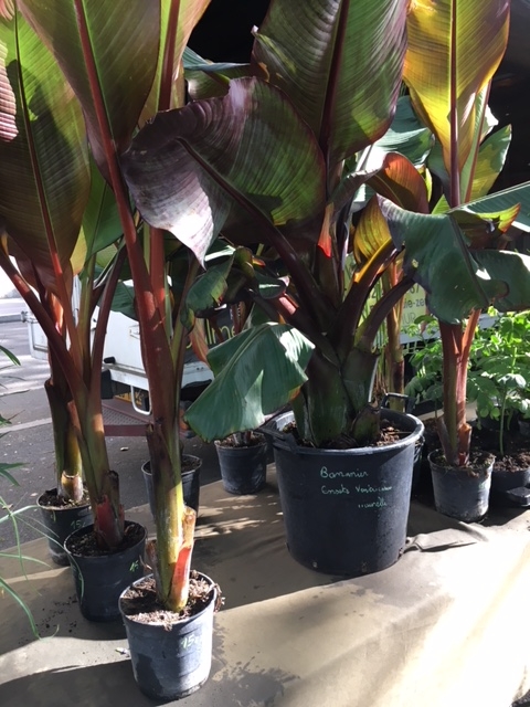 Ensete Ventricosum maurelii  (Pot de 3L)