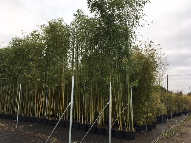 Phyllostachys viridiglaucescens (Pot de 60L-H: 6 m)