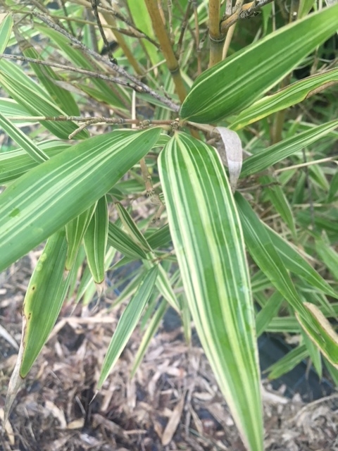 Hibanobambusa Tranquillans Shiroshima (Pot de 10L)